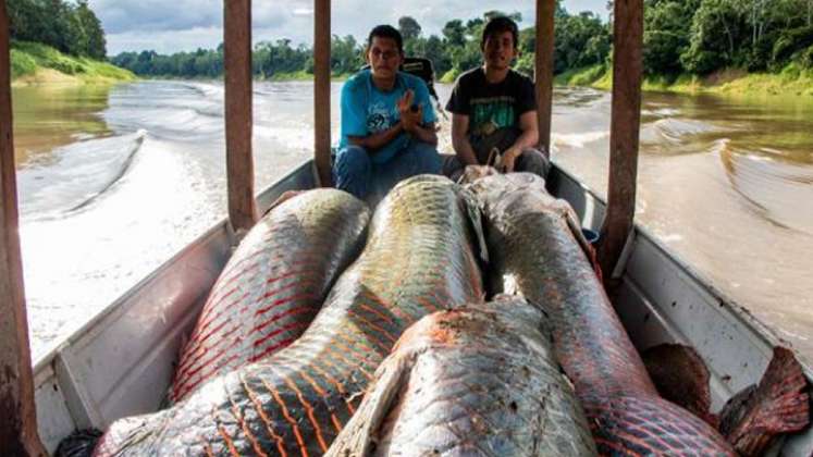 Pirarucú: ¿el pez que llevó a un doble homicidio en la Amazonia?/Foto: internet