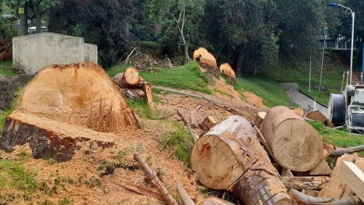 ¿Hubo tala indiscriminada de árboles en Pamplona?/Foto: cortesía