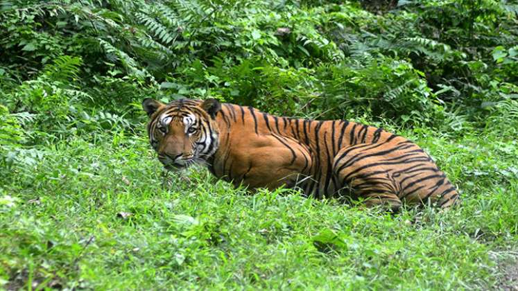 Hay un 40% más de tigres salvajes de lo que se estimaba./Foto: AFP