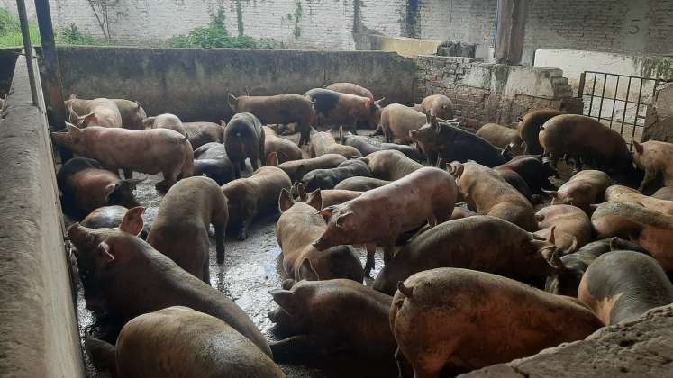Más de 100 mil kilos de carne de cerdo semanales ingresa de contrabando a Venezuela procedente de Colombia./Foto cortesía