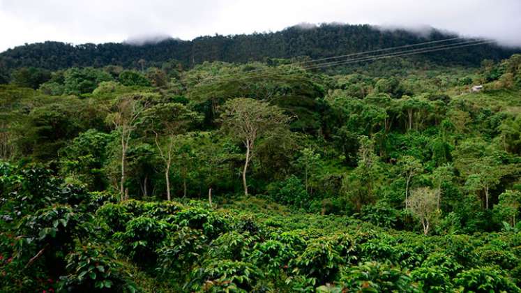 Si bien Colombia es un país con una amplia extensión de bosques, no tiene una economía forestal y de madera: / Foto: Colprensa