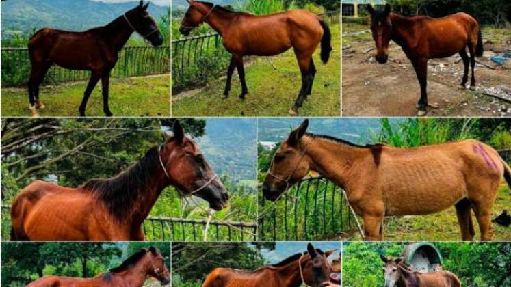¿Quiere uno? Buscan personas que adopten caballos rescatados./Foto: cortesía