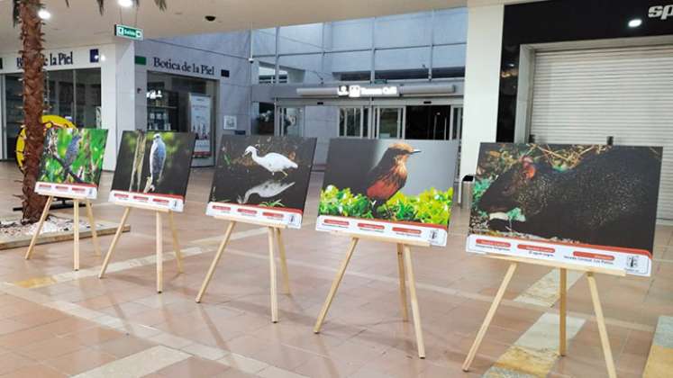 Estudiantes exponen fotos de aves de bosques en Los Patios./Foto: cortesía