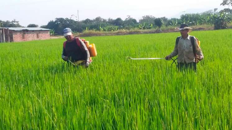 Norte de Santander siembra 35.901 hectáreas con arroz durante todo el año, gracias al trabajo de 1.640 agricultores./ Foto Archivo-La Opinión