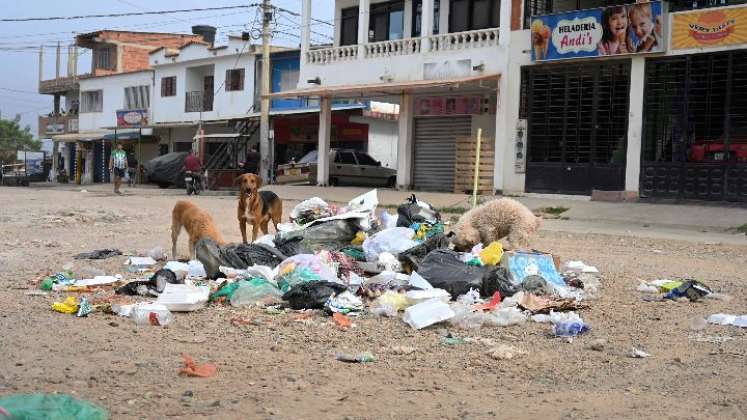 mascotas callejeras tienen ahora quién los cuide y los atienda/Foto Jorge Gutíerrez/La Opinión