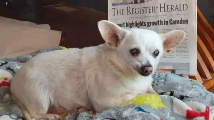Esta es la historia de Spike, el perro más longevo del mundo
