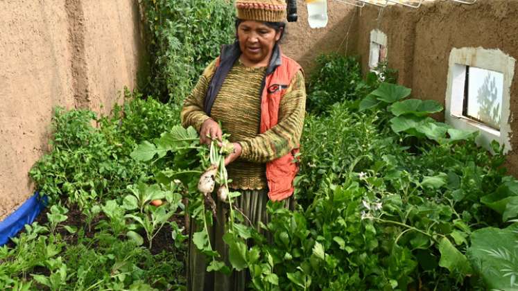 Mujeres combaten la pobreza con huertas domésticas y orgánicas  
