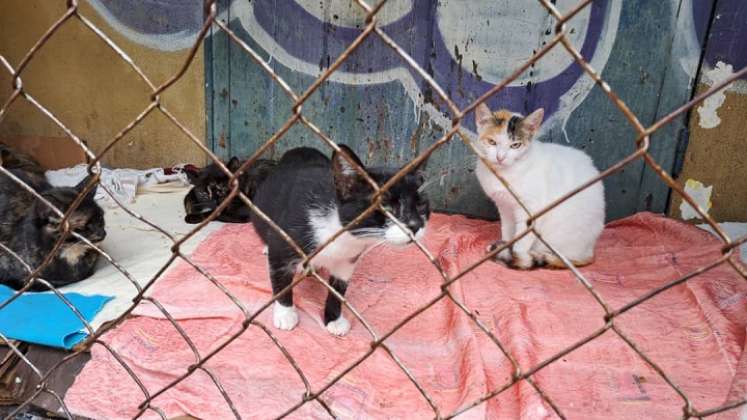A la colonia de gatos de la Unidad Vecinal cada día llegan más animales abandonados. /Foto: Anggy Polanco