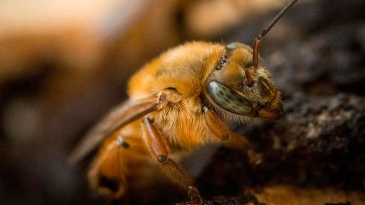 Se busca prohibir el uso de fipronil en el país, que está afectando a las abejas.
