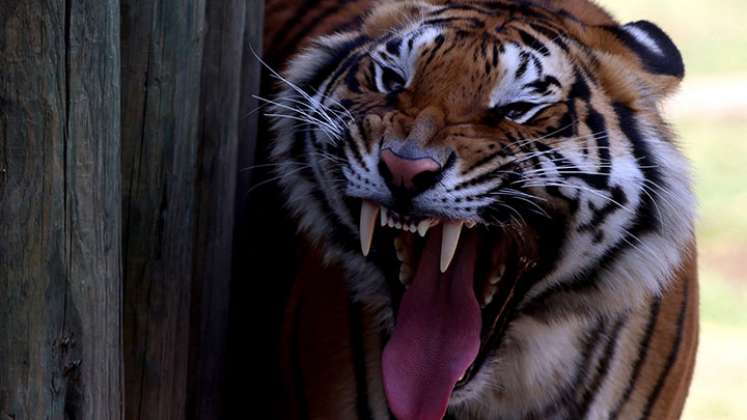 Capturado un tigre que atacó a agricultores en Indonesia./Foto: AFP