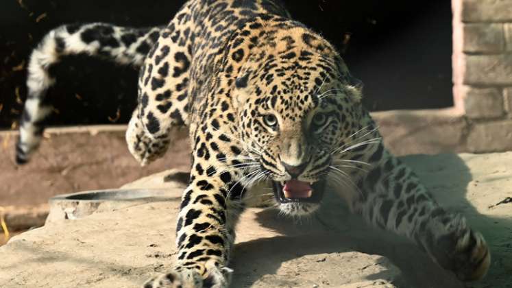 Un leopardo mascota siembra pánico en barrio de la capital de Pakistán