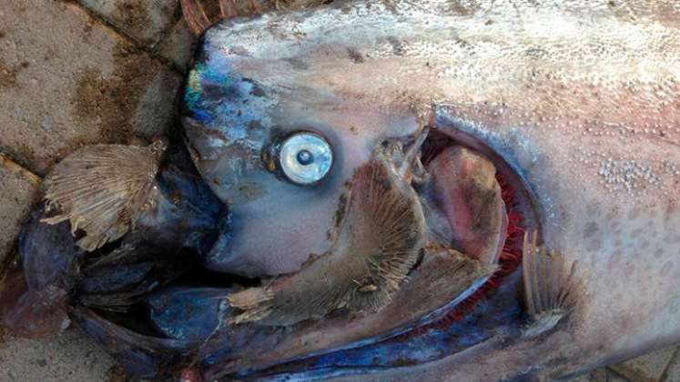 ¿El pez remo predice terremotos? Los misterios de este gigante que vive en el fondo del mar
