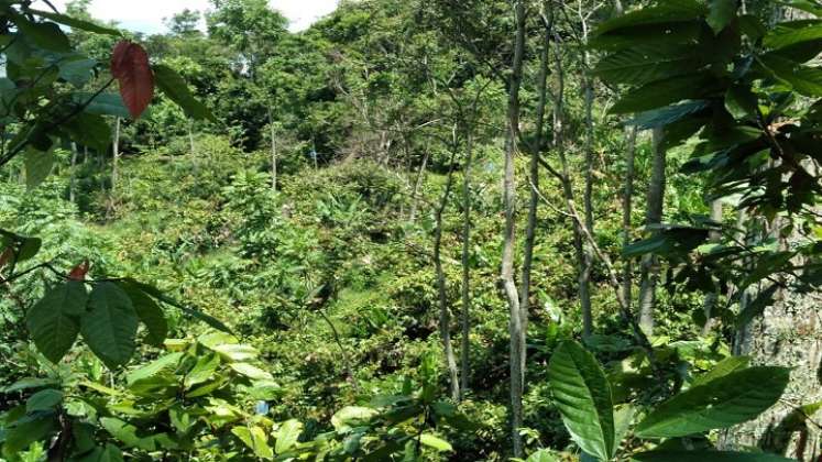 Alianzas estratégicas agroforestales para conservar fauna y flora se adelanta en la zona del Catatumbo. Fotos cortesía Ernesto Navarro.