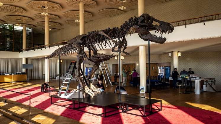 Tiranosaurio Rex. / Foto: AFP