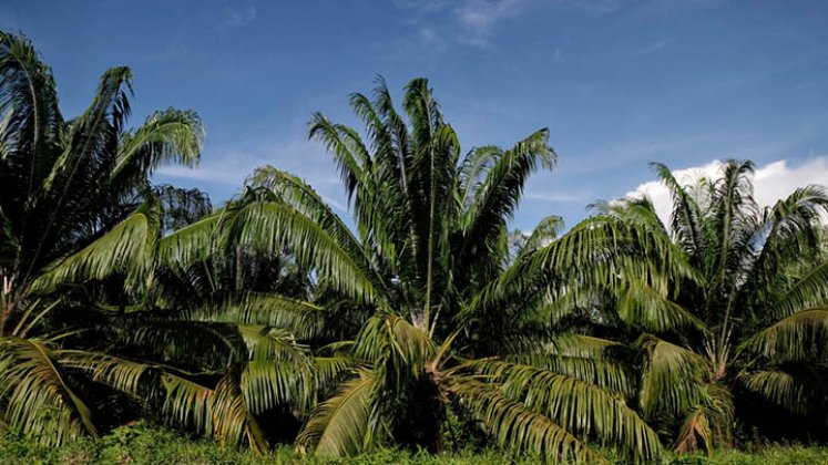 Producción de aceite de palma creció 5 % en primeros meses de 2023