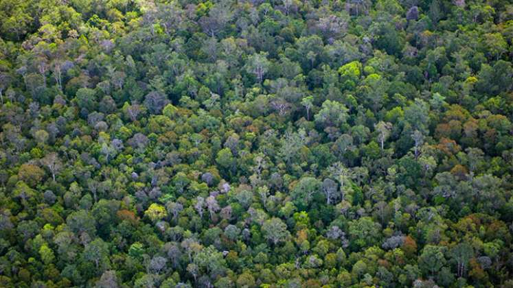 Exuberante bosque tropical en la provincia de Kalimantan  Central, en la isla de Borneo de Indonesia/ Foto: AFP