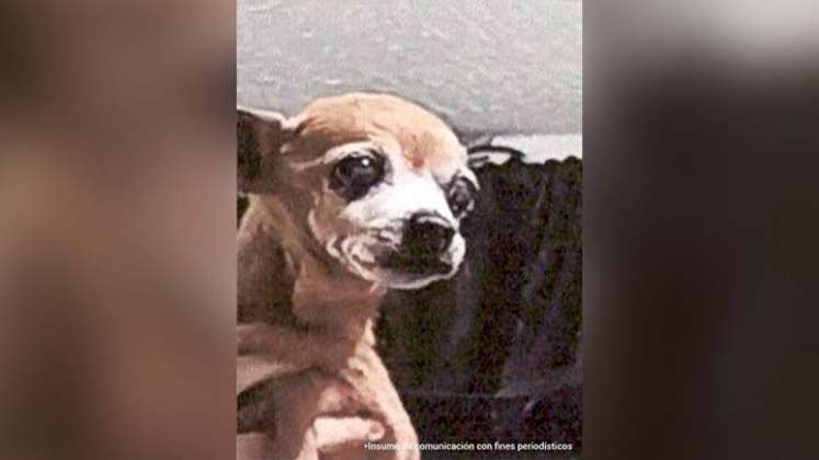 Imputan a falso veterinario que ahorcó a mascota que iba por una eutanasia