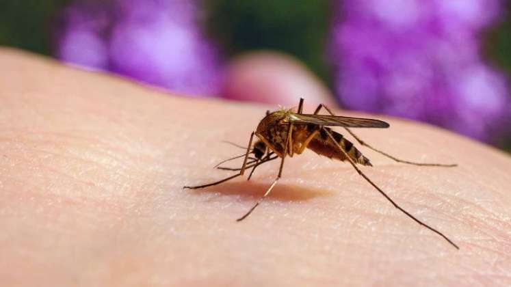 La sospecha de malaria debe confirmarse con una prueba parasitológica. /Foto Cortesía / La Opinión
