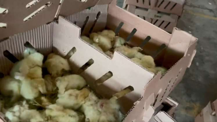 El ICA informó a La Opinión que ‘los pollos de un día’ no cumplían con los requisitos de ley y no podían permitir su salida al vecino país, porque se ponía en riesgo el estatus sanitario y las futuras exportaciones. 