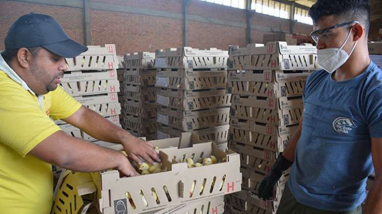Los pollos son distribuidos en granjas de los estados Táchira, Carabobo, Aragua y Mérida (Venezuela). Foto Leonardo Favio Oliveros/La Opinión