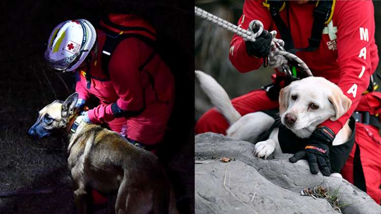¡Perros que salvan vidas! Así es el entrenamiento de caninos en México