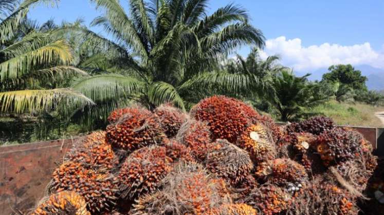 No hay garantías fitosanitarias para exportar palma aceitera a Venezuela 