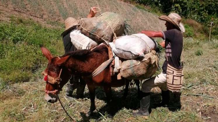 El sector agropecuario es el tercero en participación en el PIB de Norte de Santantader, con 11,8%./ Foto Archivo