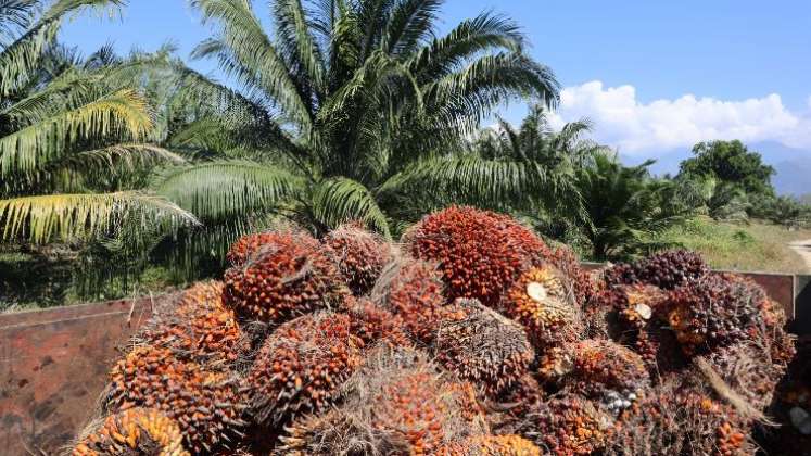 Más de 1.000 palmicultores en Congreso de Fedepalma