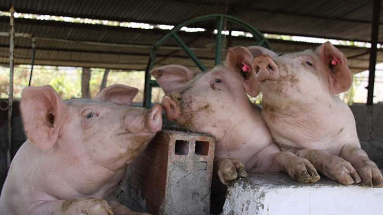 Según el censo porcícola, en Norte de Santander hay una población de 96.000 cerdos. Foto Archivo