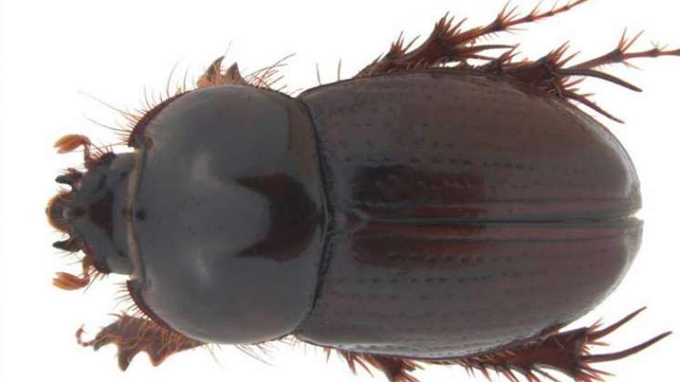 Nueva especie de escarabajo en Colombia