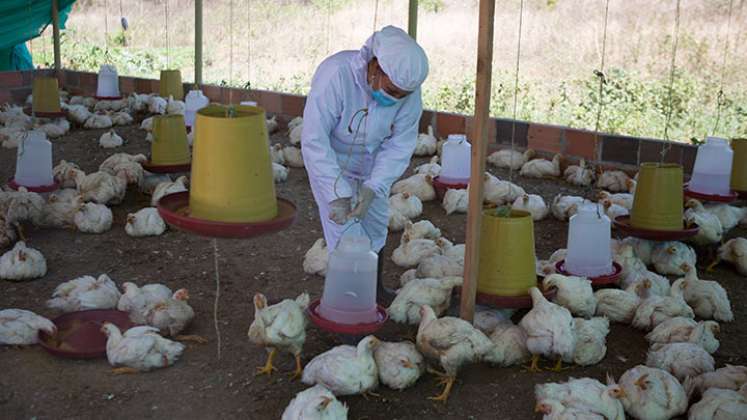 Las mujeres usan los implementes necesarios para evitar la contaminación del espacio de crianza de los pollos. /Fotos Juan Pablo Cohen/La Opinión