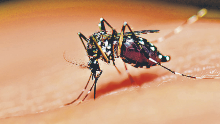 Las autoridades ya iniciaron actividades para frenar la reproducción del mosquito.