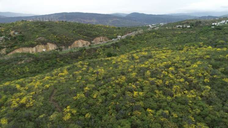 Bosque seco tropical en terrenos Las Lomas donde se pretendió un proyecto urbanístico/Foto archivo