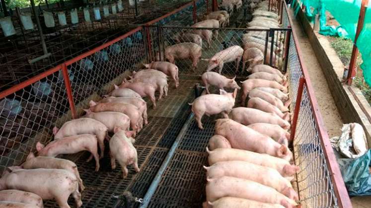 La porcicultura en el departamento ha crecido 30% y ya no se presenta el contrabando desde Venezuela, según Cooporcinor./Foto Archivo