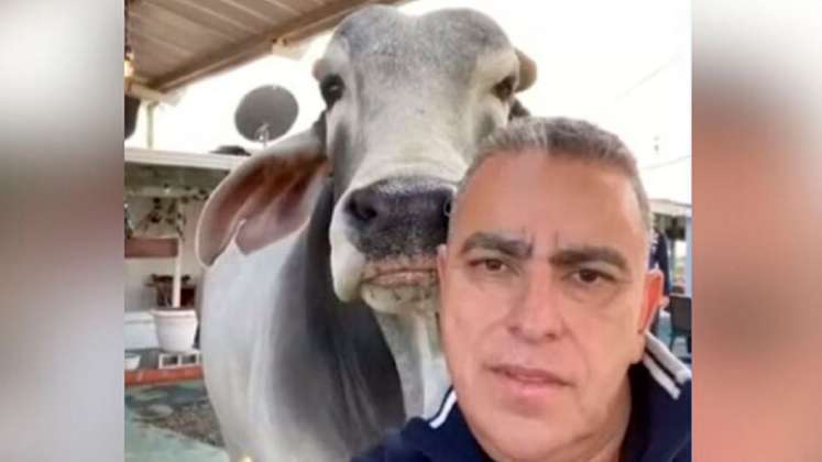 "Es mi parcero": Un toro cebú fue el invitado especial al acto de posesión del alcalde de Filandia