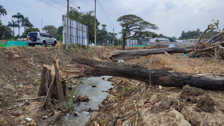 Seis árboles fueron talados sin permiso por una constructora en un lote en Villa del Rosario.
