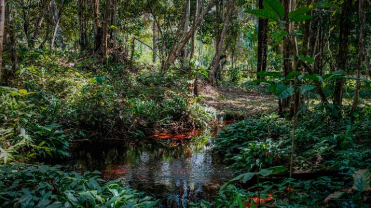 Abierta la convocatoria para los premios Saving The Amazon