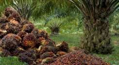 Crece producción del sector palmicultor en Norte de Santander 