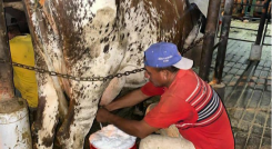 Producción de leche en Táchira