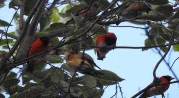 Las aves proceden de Venezuela y están en peligro de extinción. Foto: Cortesía/La Opinión.