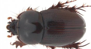 Nueva especie de escarabajo en Colombia